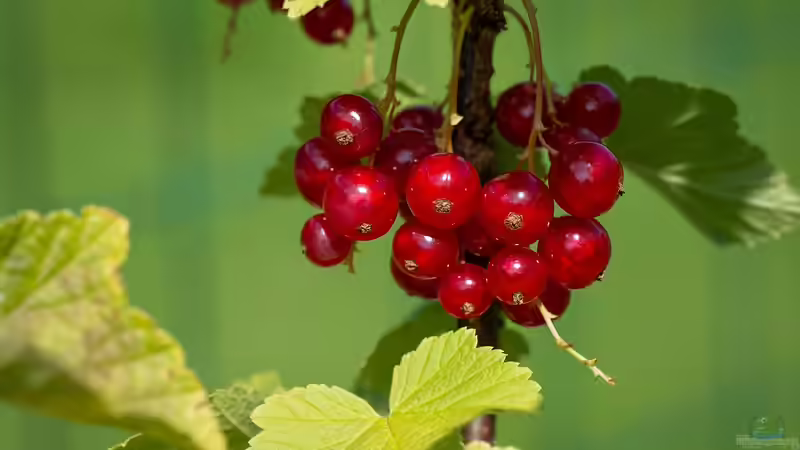 Blog: Der Nutzgarten: Alles, was Sie über den Anbau von Gemüse, Obst und Kräutern wissen müssen (7346)
