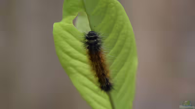 Blog: Der ökologische Nutzen von Schmetterlingen: Warum ihr Verschwinden so gefährlich ist (8164)
