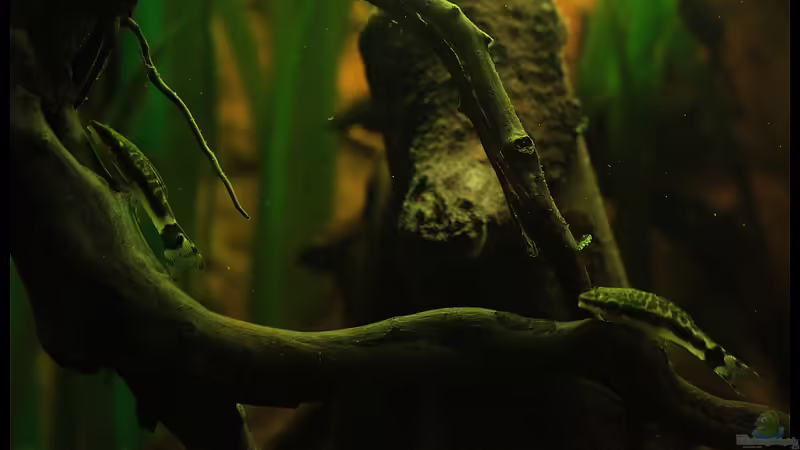 Blog: Der Oto klein aber fein / Otocinclus affinis der Saubermann fürs Aqua ? (3154)