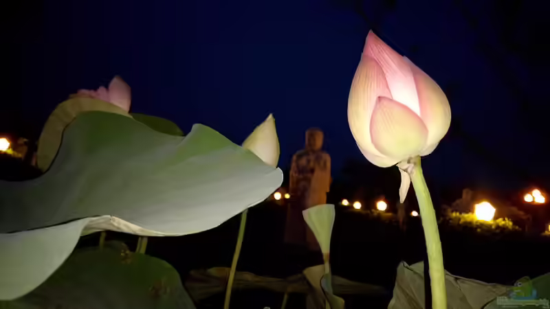 Blog: Der Teich bei Nacht - Wer kommt, wenn es dunkel wird? (6981)