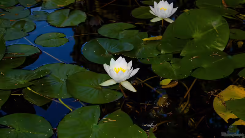 Blog: Der Teich bei Nacht - Wer kommt, wenn es dunkel wird? (6981)
