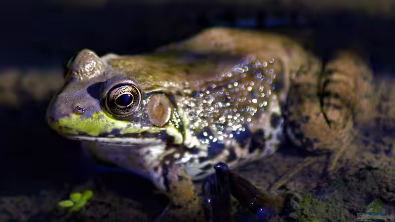 Blog: Der Teich bei Nacht - Wer kommt, wenn es dunkel wird? (6981)