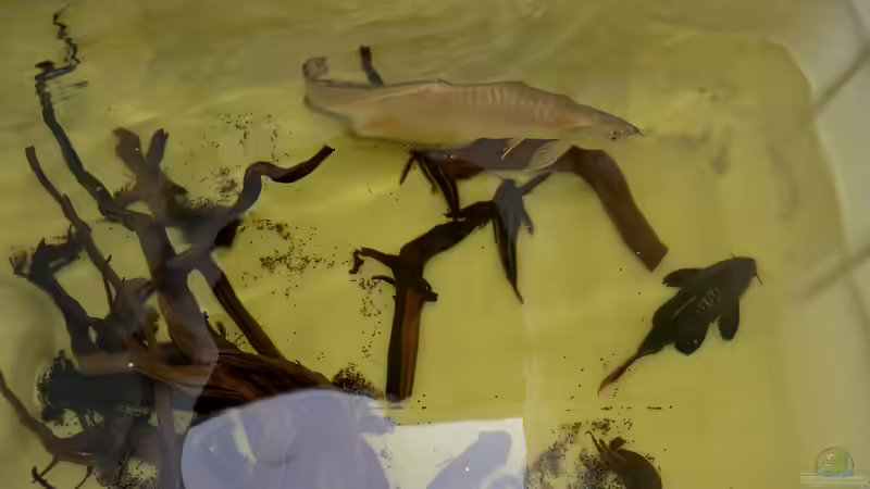 Blog: Der Umbau meine Aquariums zu "Reborn from the Ashes" (4798)