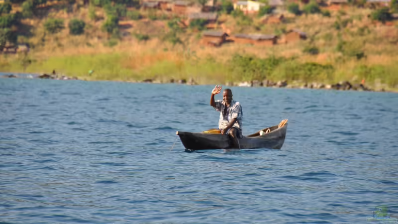 Blog: Der Weg der Cichliden vom Malawisee nach Deutschland (6541)