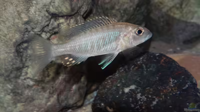 Blog: Der Wirrwarr um die korrekten Bezeichnungen für Nachzuchten in der Aquaristik (5565)