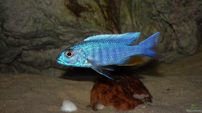 Blog: Der Wirrwarr um die korrekten Bezeichnungen für Nachzuchten in der Aquaristik (5565)