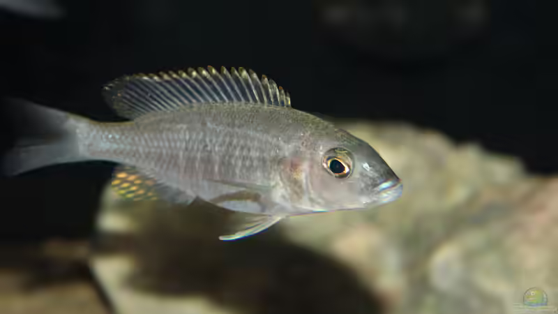 Blog: Der Wirrwarr um die korrekten Bezeichnungen für Nachzuchten in der Aquaristik (5565)