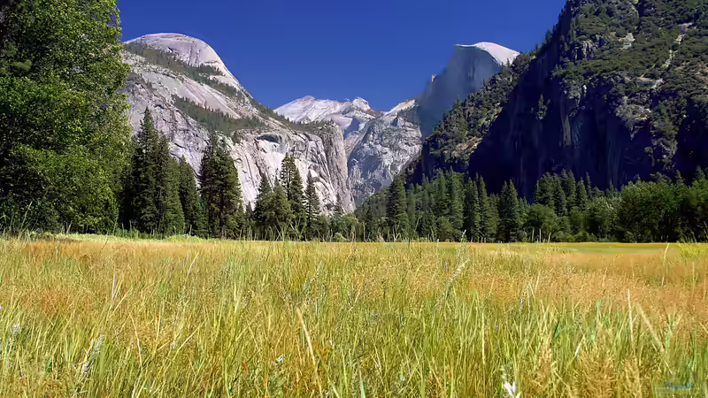 Blog: Der Yosemite-Nationalpark für Garten- und Naturliebhaber: Ein Paradies der Pflanzen- und Naturvielfalt (7099)