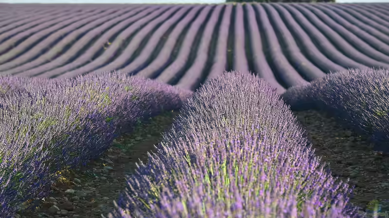 Blog: Der Zauber der Lavendelblüte in Frankreich (6945)