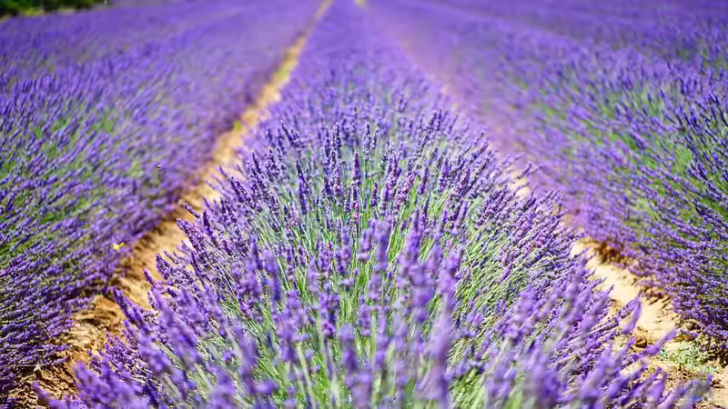 Blog: Der Zauber der Lavendelblüte in Frankreich (6945)