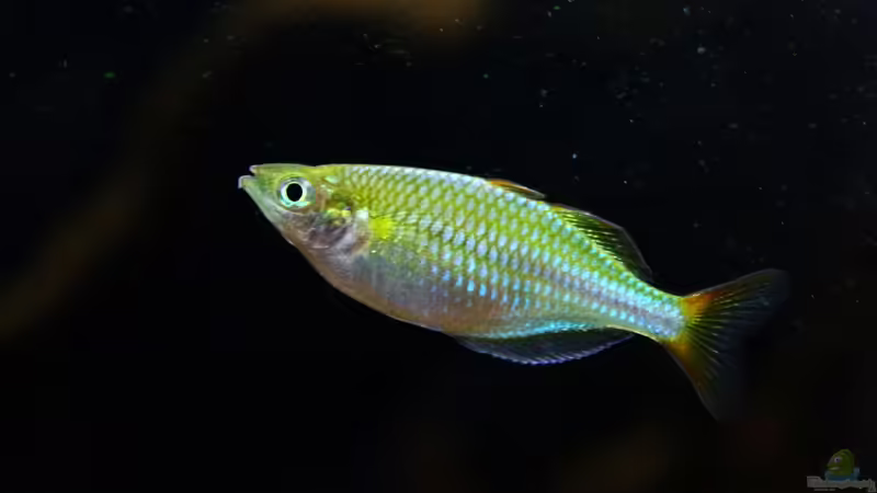 Blog: Diamanten aus Indonesien, der Melanotaenia praecox ! (5160)