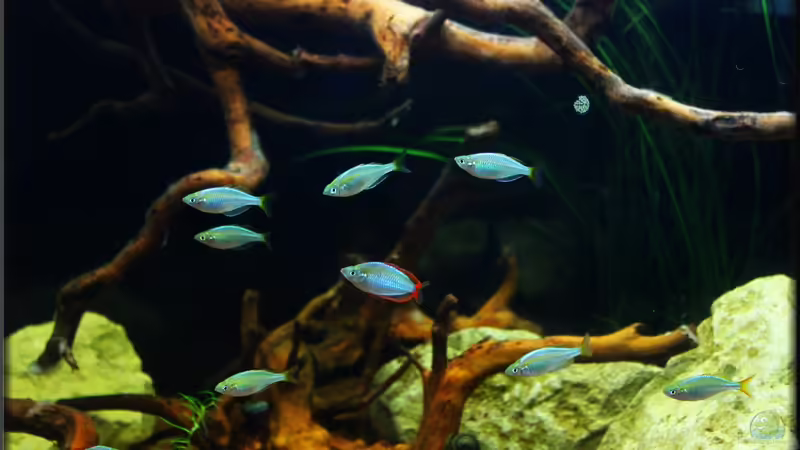 Blog: Diamanten aus Indonesien, der Melanotaenia praecox ! (5160)