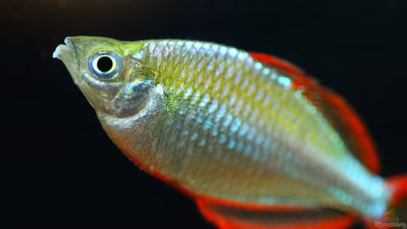 Blog: Diamanten aus Indonesien, der Melanotaenia praecox ! (5160)