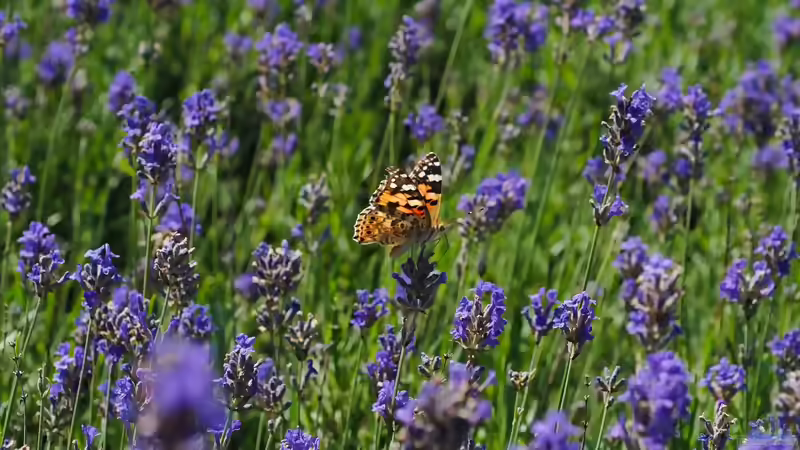 Blog: Die 3 einfachsten Maßnahmen für einen schmetterlingsfreundlichen Garten (8162)