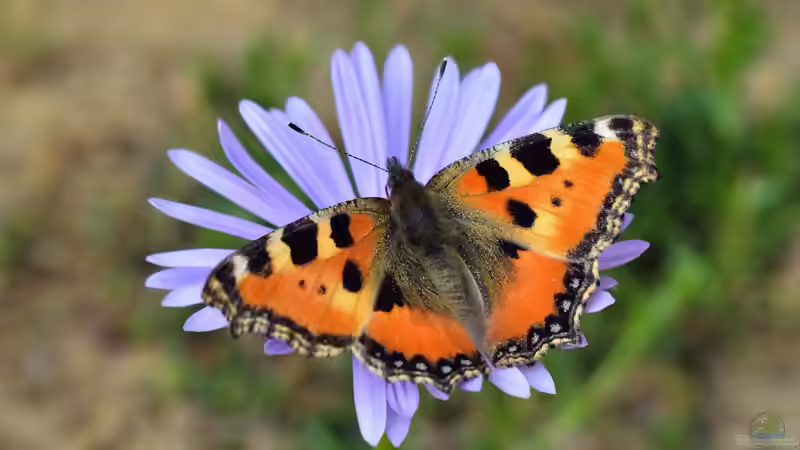 Blog: Die 3 einfachsten Maßnahmen für einen schmetterlingsfreundlichen Garten (8162)