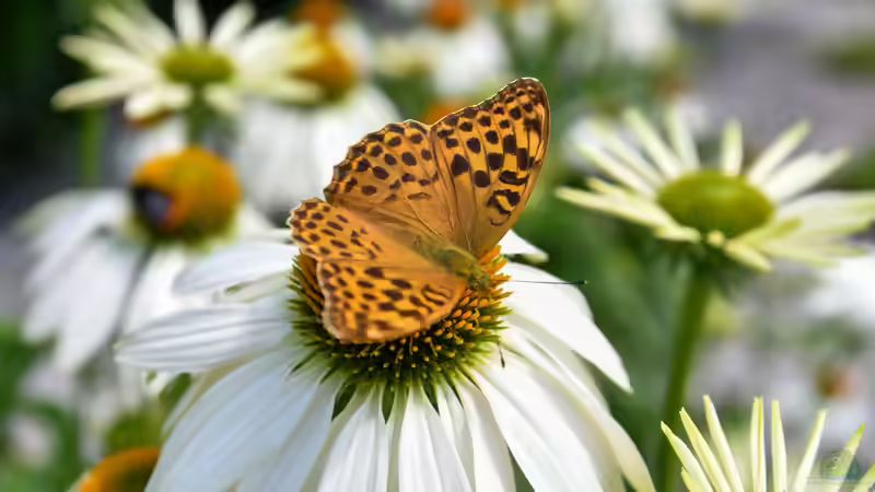 Blog: Die 3 einfachsten Maßnahmen für einen schmetterlingsfreundlichen Garten (8162)