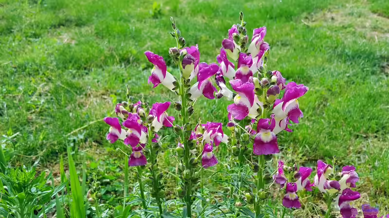 Blog: Die am schnellsten wachsenden Pflanzen für den Garten – So holst du dir blitzschnell grün in dein Beet (6836)