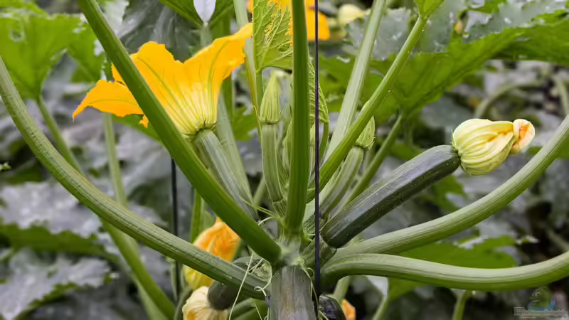 Blog: Die am schnellsten wachsenden Pflanzen für den Garten – So holst du dir blitzschnell grün in dein Beet (6836)
