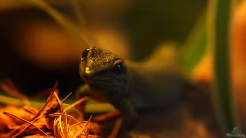 Blog: Die andere Seite , das Waldterrarium ! (4293)