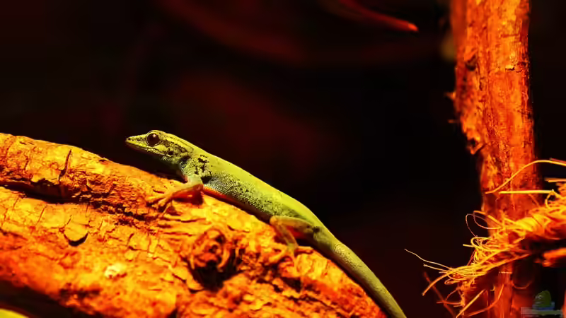 Blog: Die andere Seite , das Waldterrarium ! (4293)