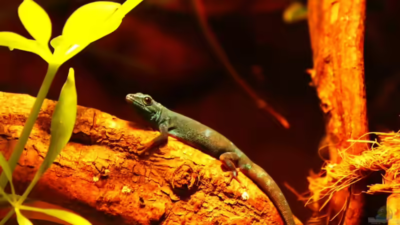Blog: Die andere Seite , das Waldterrarium ! (4293)