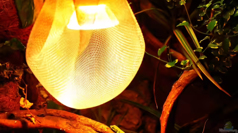 Blog: Die andere Seite , das Waldterrarium ! (4293)