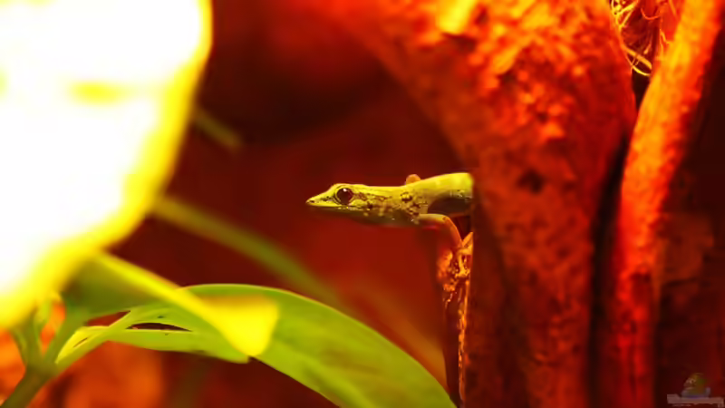 Blog: Die andere Seite , das Waldterrarium ! (4293)