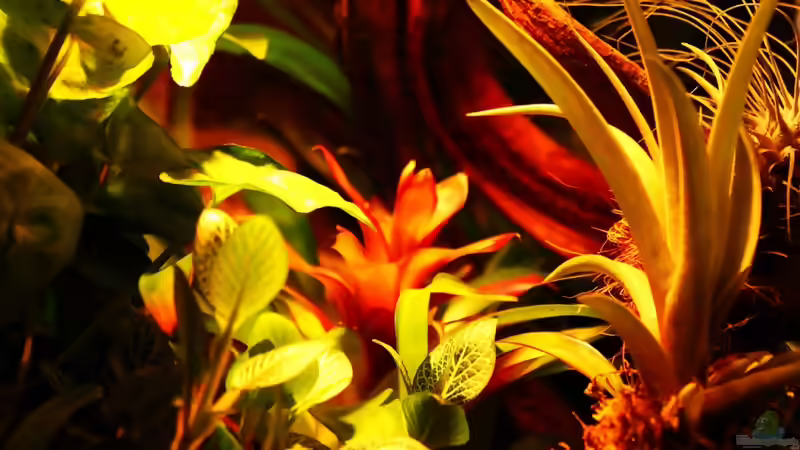 Blog: Die andere Seite , das Waldterrarium ! (4293)