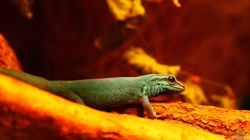 Blog: Die andere Seite , das Waldterrarium ! (4293)