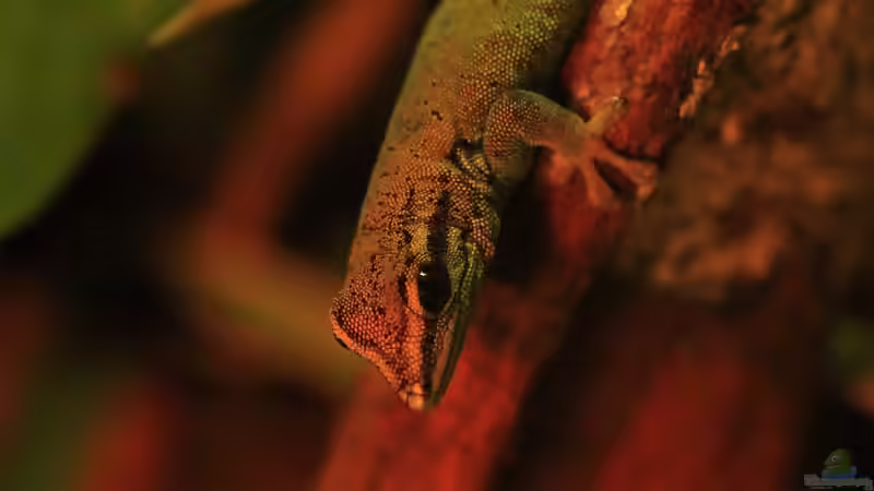 Blog: Die andere Seite , das Waldterrarium ! (4293)