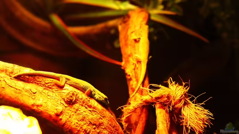 Blog: Die andere Seite , das Waldterrarium ! (4293)