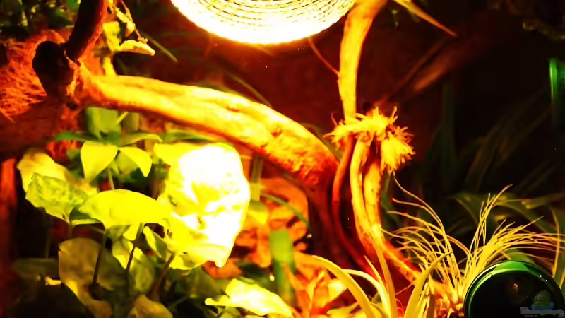Blog: Die andere Seite , das Waldterrarium ! (4293)