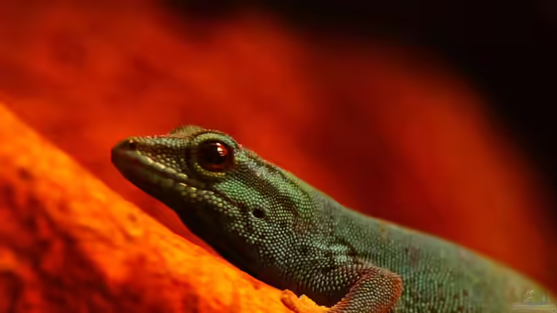 Blog: Die andere Seite , das Waldterrarium ! (4293)