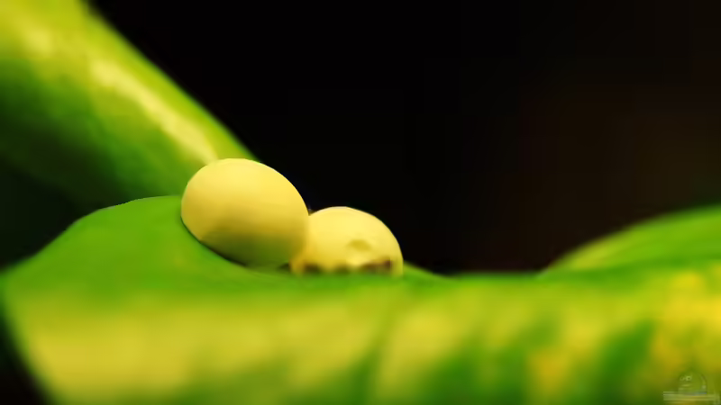 Blog: Die andere Seite , das Waldterrarium ! (4293)
