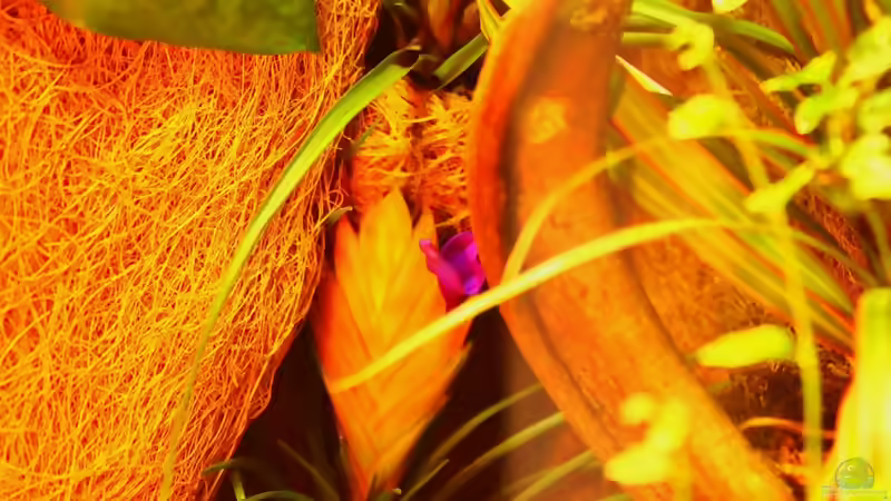 Blog: Die andere Seite , das Waldterrarium ! (4293)