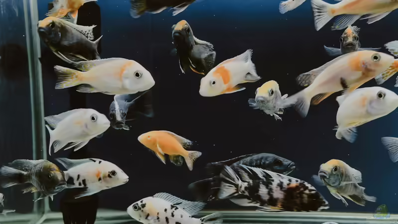 Blog: Die Aquaristik als Hobby: Ein umfassender Überblick über Zahlen, Trends und Entwicklungen (6966)