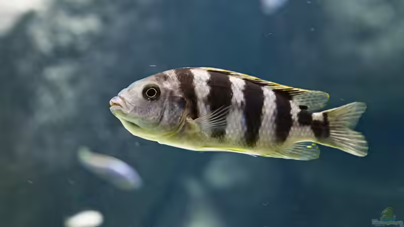 Blog: Die Aquaristik als Hobby: Ein umfassender Überblick über Zahlen, Trends und Entwicklungen (6966)