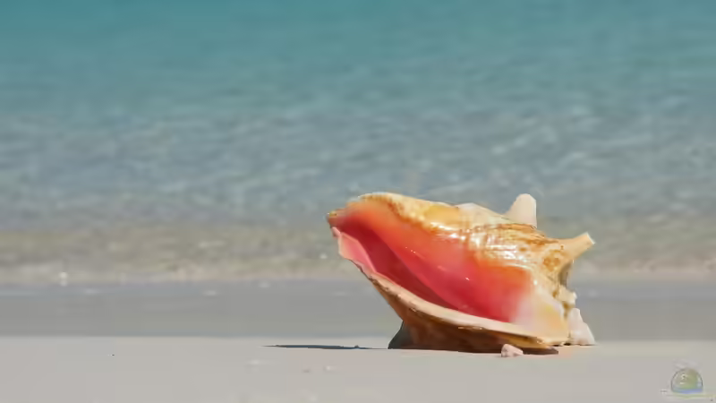 Blog: Die Bahamas: Ein Urlaubsparadies aus aquaristischer und terraristischer Sicht (7578)