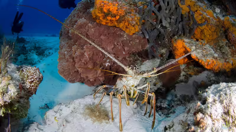 Blog: Die Bahamas: Ein Urlaubsparadies aus aquaristischer und terraristischer Sicht (7578)