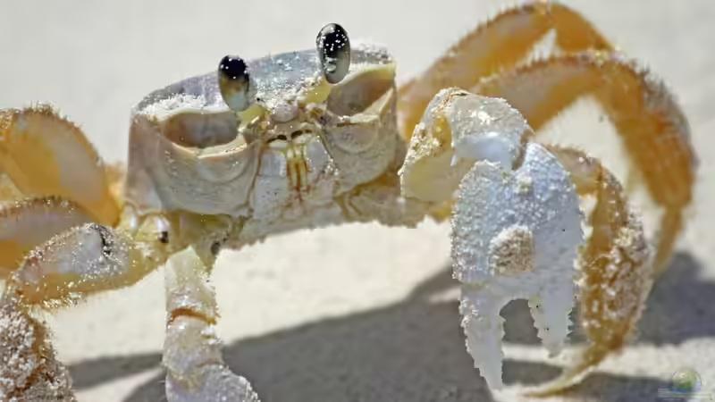 Blog: Die Bahamas: Ein Urlaubsparadies aus aquaristischer und terraristischer Sicht (7578)