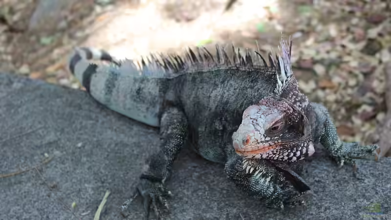 Blog: Die Bahamas: Ein Urlaubsparadies aus aquaristischer und terraristischer Sicht (7578)