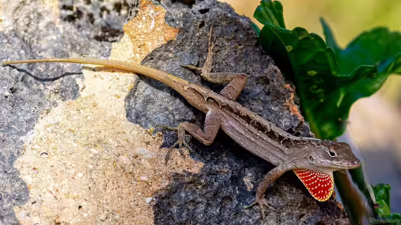 Blog: Die Bahamas: Ein Urlaubsparadies aus aquaristischer und terraristischer Sicht (7578)
