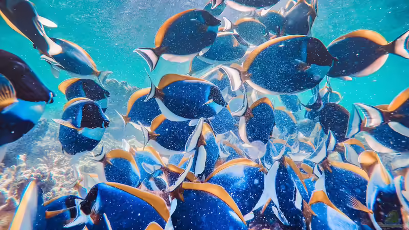 Blog: Die Bahamas: Ein Urlaubsparadies aus aquaristischer und terraristischer Sicht (7578)