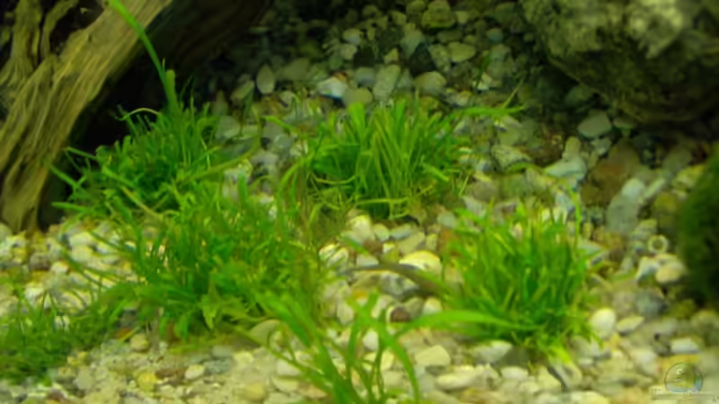 Blog: Die beliebtesten Bodendeckerpflanzen für das Aquarium (6668)