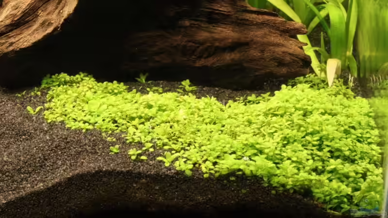 Blog: Die beliebtesten Bodendeckerpflanzen für das Aquarium (6668)