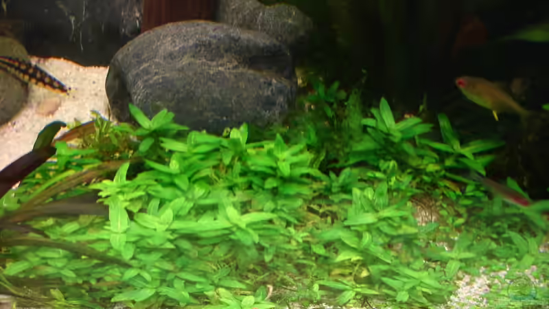 Blog: Die beliebtesten Bodendeckerpflanzen für das Aquarium (6668)