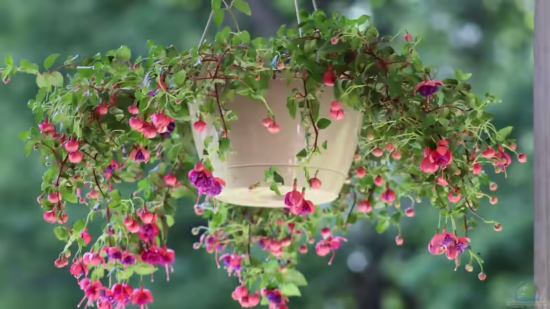 Blog: Die beliebtesten Kübelpflanzen: Die schönsten Arten für Balkon, Terrasse und Garten (8109)