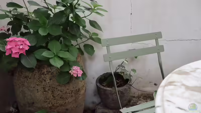 Blog: Die beliebtesten Kübelpflanzen: Die schönsten Arten für Balkon, Terrasse und Garten (8109)