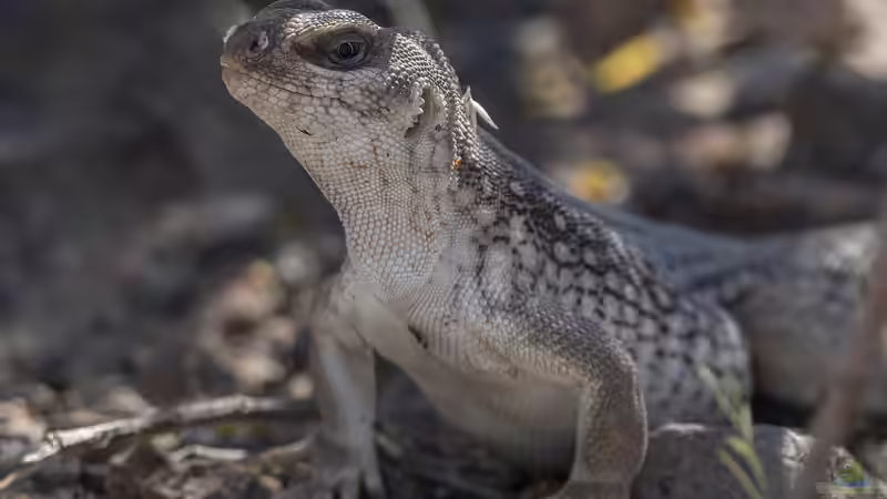 Blog: Die beliebtesten Reptilien für ein Wüstenterrarium (6649)