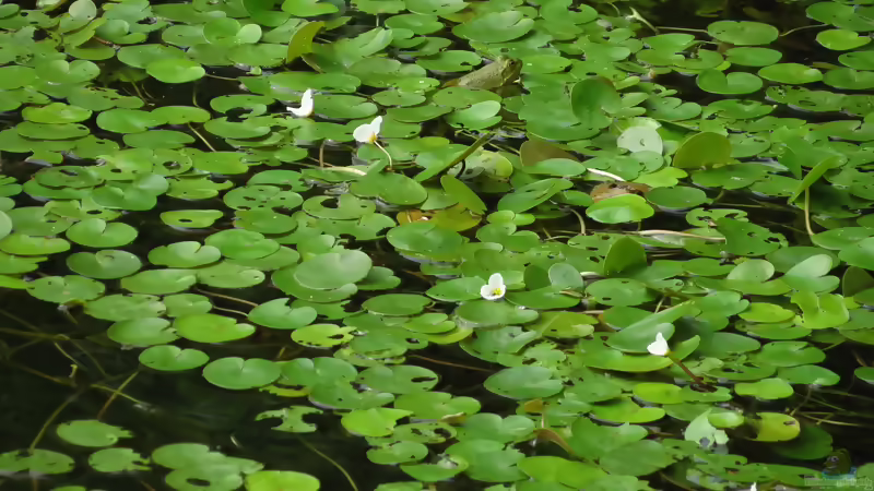 Blog: Die beliebtesten Schwimmblattpflanzen für den Gartenteich (8388)